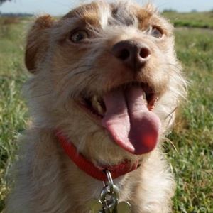 Meet your Posher, Terry